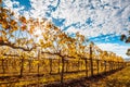 Rows of grape vines with golden leafs.