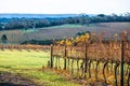 Rows of grape vines with golden leaves. Royalty Free Stock Photo