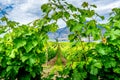 Rows of Grape Vines in the Okanagen Wine Region of British Columbia Royalty Free Stock Photo