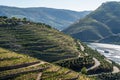 Rows of grape vines in Quinta do Seixo line the valley of the River Douro in Portugal Royalty Free Stock Photo