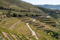 Rows of grape vines in Quinta do Seixo line the valley of the River Douro in Portugal Royalty Free Stock Photo