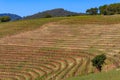 Rows of grape vines on rolling hills at a vineyard in Sonoma County, California, USA Royalty Free Stock Photo
