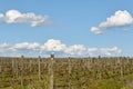 Dormant grape vines in the spring sun.