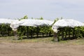 Rows of grape vines on trellis covered in plastic Royalty Free Stock Photo
