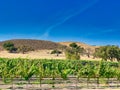 Fess parker winery Vineyard Buellton California Royalty Free Stock Photo