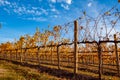 Rows of grape vines in a winery.