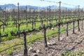 Rows of Grape Vines Royalty Free Stock Photo