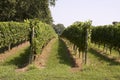 Rows of Grapes Growing