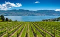 Rows of grapes in a vineyard on Okanagan Lake