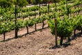 Rows of Grapevines in Ensenada, Mexico