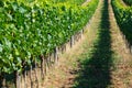 rows of grapes in Tuscany Royalty Free Stock Photo