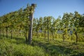 Rows of grapevine with bunch of red wine, on the hills of Friuli