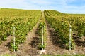 Rows of grapevine in a vineyard under a blue sky Royalty Free Stock Photo