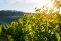 Rows of grapevine on a sunny day