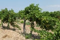 Rows of grapevine vineyard before harvest. Selective focus Royalty Free Stock Photo