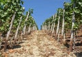 Rows of grapevines Royalty Free Stock Photo