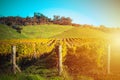 Rows of grapevines in autumn vineyeard during golden hour sunset with green rolling hills in the background. Hawke's Royalty Free Stock Photo