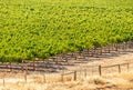 Vineyard - Barossa Valley Royalty Free Stock Photo