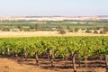 Vineyard - Barossa Valley Royalty Free Stock Photo