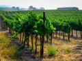 Green Leaves of the Grapevines Royalty Free Stock Photo