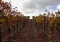 Rows of grapevines in Carneros, California. Royalty Free Stock Photo