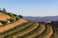 Rows of grapevines curve along a hillside beneath a road bordered by olive trees Royalty Free Stock Photo