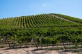 Rows of grapevines curve over a hill in a vineyard under a beautiful blue sky Royalty Free Stock Photo