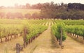 Rows of grapevines with early morning sunrise Royalty Free Stock Photo