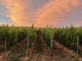 rows of grapevines in the evening with a bright colored sunset sky Royalty Free Stock Photo