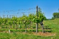 Rows of grapevines without fruits in spring Royalty Free Stock Photo