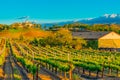 Rows of grapevines glow in the dusk lighting in Temecula, California Royalty Free Stock Photo