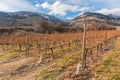 Rows of grapevines in late autumn with snow covered mountains in background Royalty Free Stock Photo