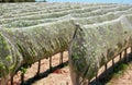 Rows of grapevines protected with bird netting in the countryside near Mdina, Malta