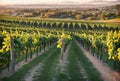 Rows of grapevines stretch into the distance in the vineyard, bathed in the warm glow of the setting sun, creating a Royalty Free Stock Photo