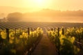 rows of grapevines at sunset, in the mist of the autumn. aerial perspective