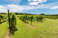 Rows of Grapevines in Texas Hill Country Royalty Free Stock Photo