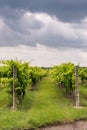 Rows of grapevines in Texas Hill Country Royalty Free Stock Photo