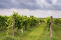 Rows of grapevines in Texas Hill Country vinyard Royalty Free Stock Photo