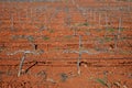 Rows of grapevines in vineyard Royalty Free Stock Photo