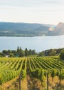 View of rows of grapevines in vineyard with Okanagan Lake, mountains, and setting sun in background in summer Royalty Free Stock Photo