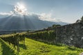 Rows of grapevines in a vineyard in the Rhine Valley Royalty Free Stock Photo