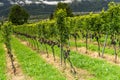 Rows of grapevines in a vineyard in the Rhine Valley Royalty Free Stock Photo
