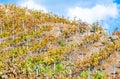 Rows of grapevines in a vineyard Royalty Free Stock Photo