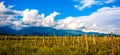 rows of grapevines at vineyards Royalty Free Stock Photo