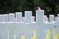 The American military cemetary in Luxembourg, bird on top of a grave Royalty Free Stock Photo