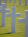 The American military cemetary in Luxembourg, bird on top of a grave Royalty Free Stock Photo