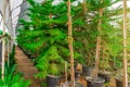 Rows of green araucaria planted in pots inside the greenhouse gardens of a decorative leafy plant nursery. The concept of