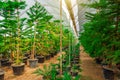 Rows of green araucaria planted in pots inside the greenhouse gardens of a decorative leafy plant nursery. The concept of