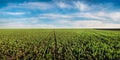 green bean field in spring. Legumes. Agriculture panoramic view Royalty Free Stock Photo