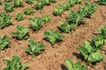 Rows of green cabbage. Agricultural scene with green cabbage growing from the ground. Growing Green Cabbage Royalty Free Stock Photo